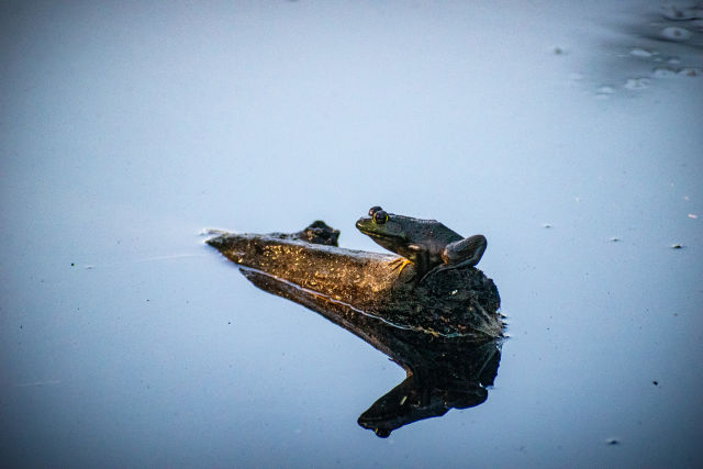 frog-on-log