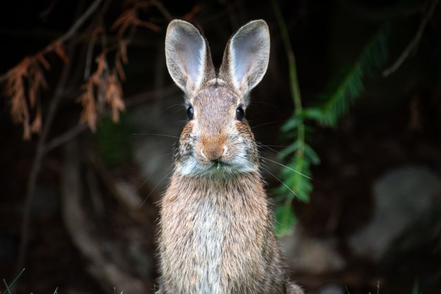 hungry-bunny