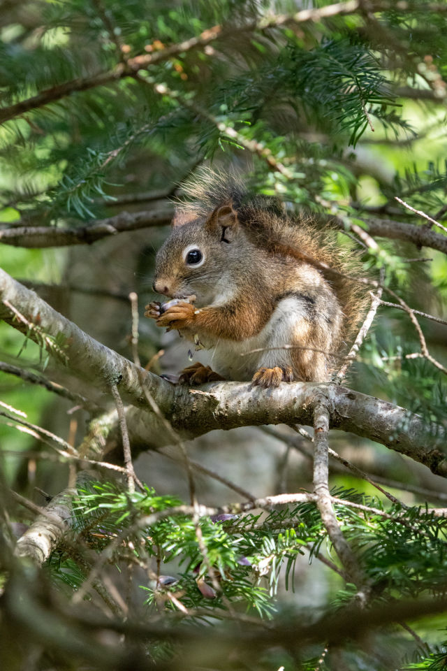 red-squirrel-in-tree