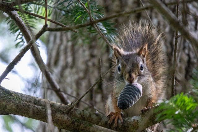 red-squirrel-with-cone