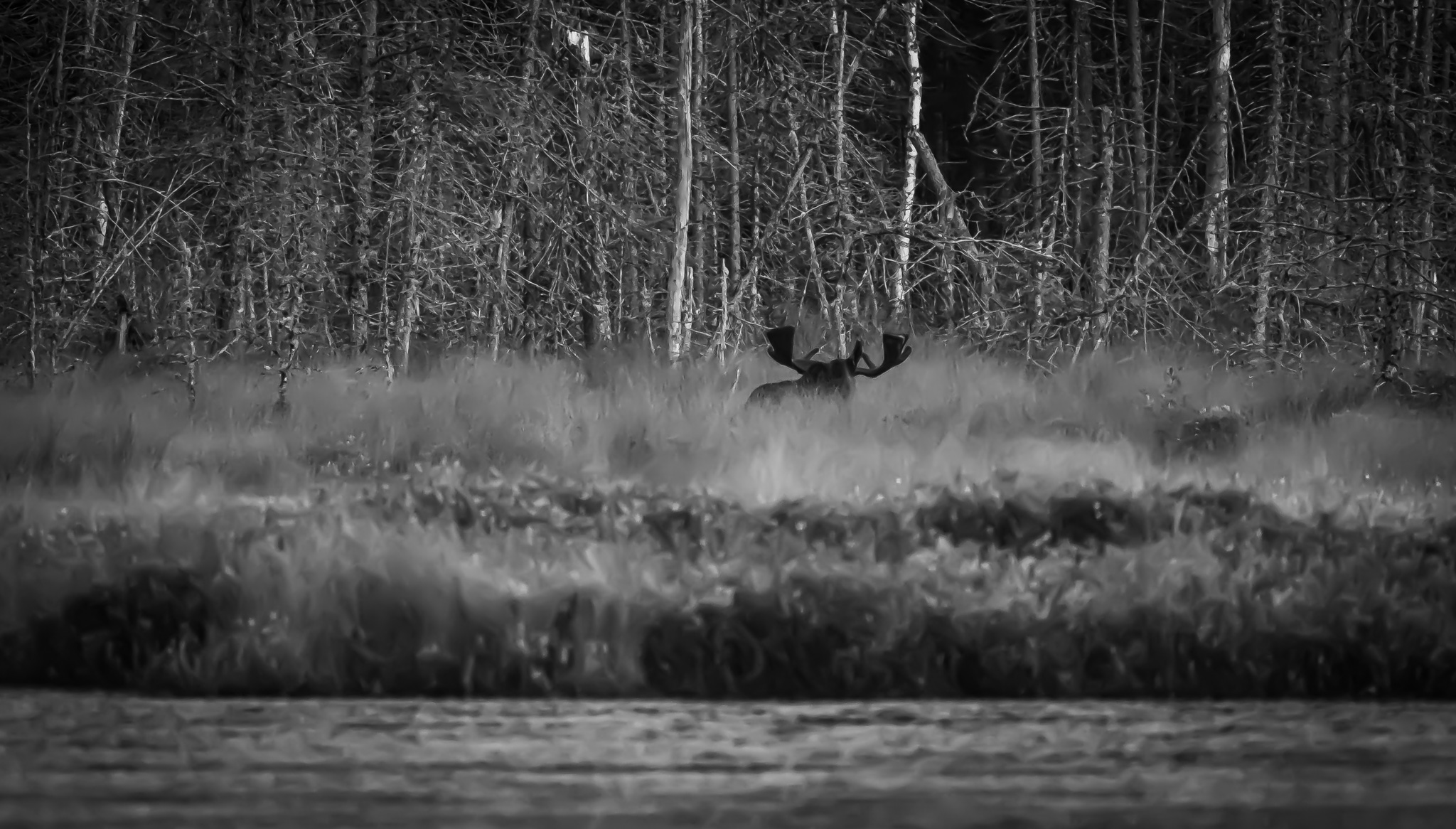 moose antlers rising up over tall grass