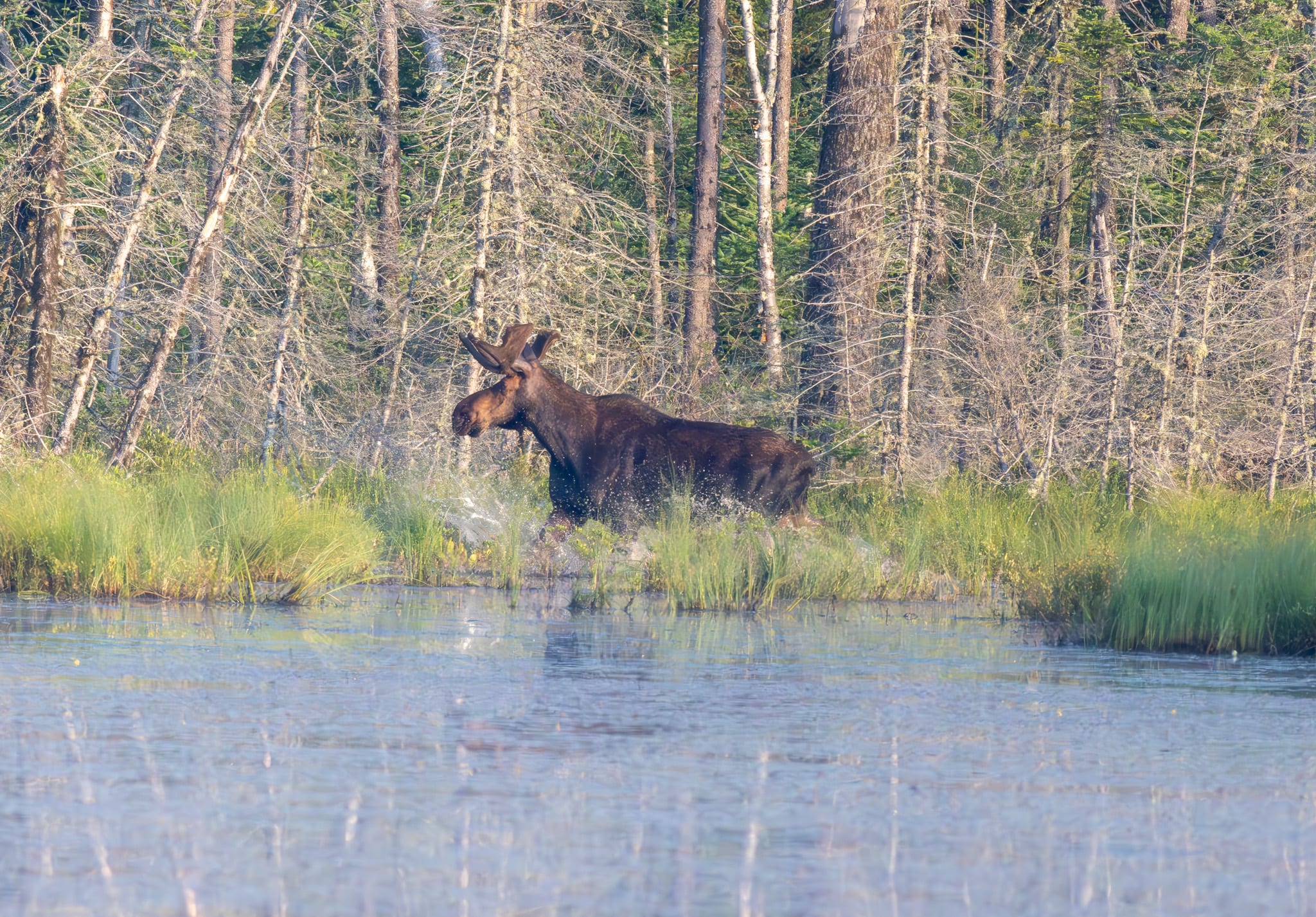 moose-in-water