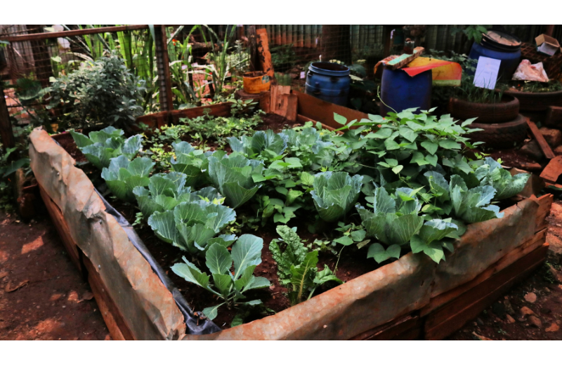 Pushing the horizon: Urban farming and community-led innovation in Mukuru informal settlement  