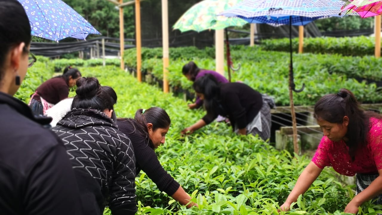 Alliances for change: Developing a collaborative roadmap for Ecosystem-based Adaptation