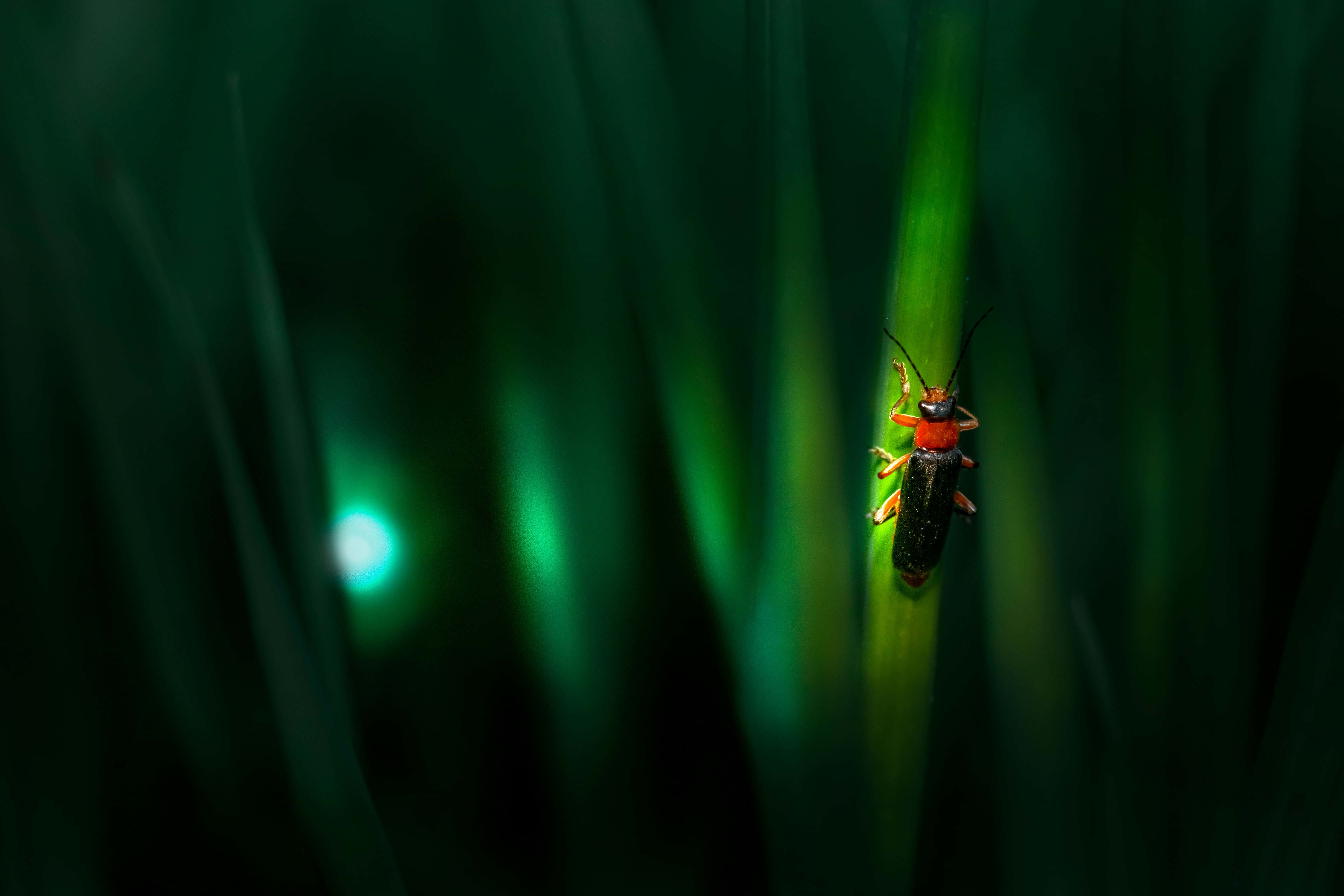 FIREFLIES