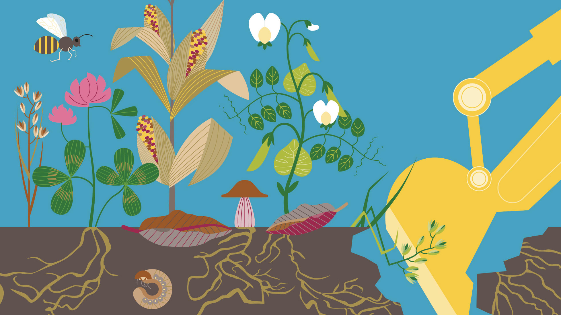 Soil Atlas 2024: Healthy soils hand in hand with food security, climate and nature conservation