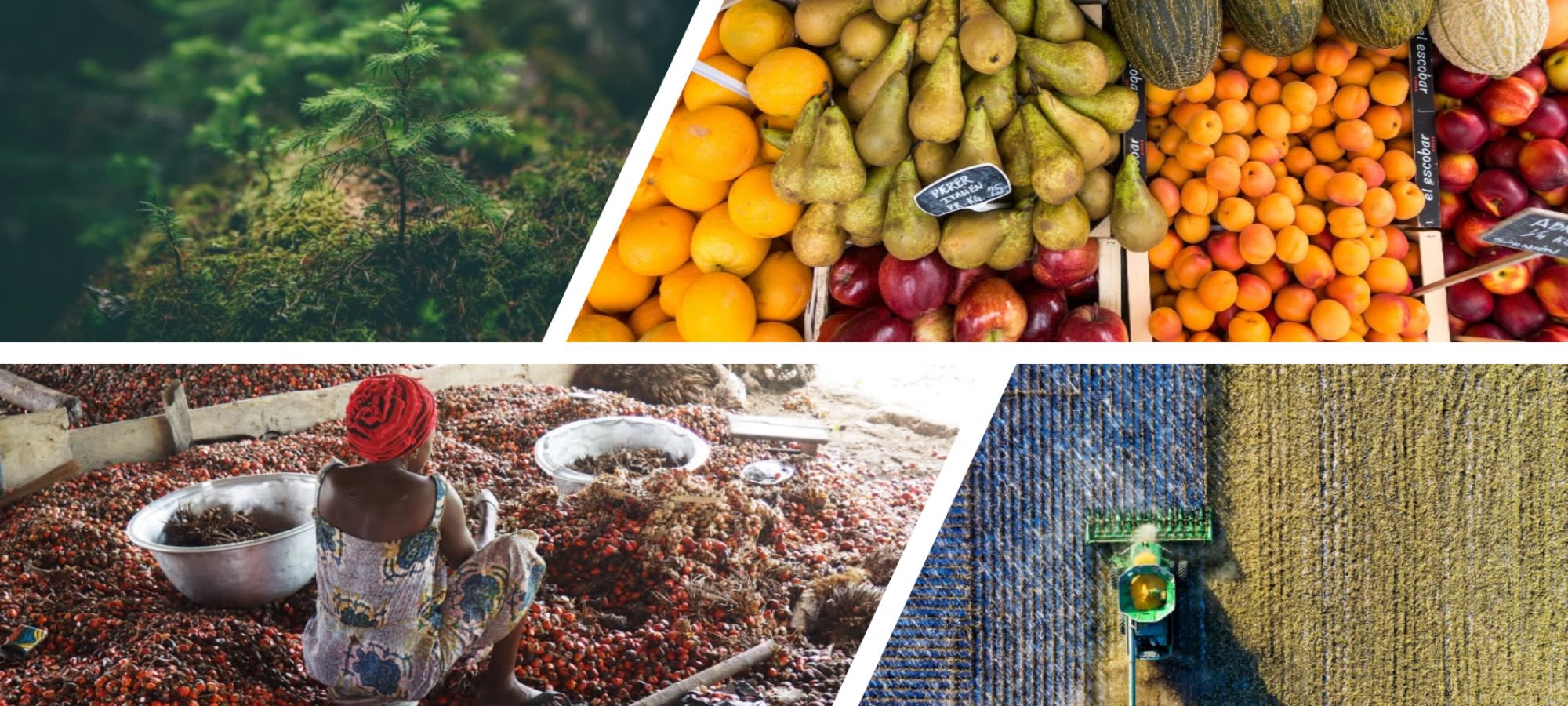 Just transitions rest on the horizon where ideas and action collide