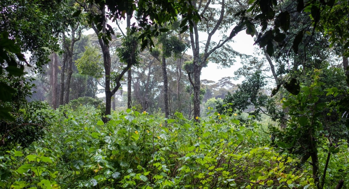 Investing in community level land and environment governance institutions is imperative to the success of national forest and landscape restoration plans: TMG case study of Bua catchment in Malawi 