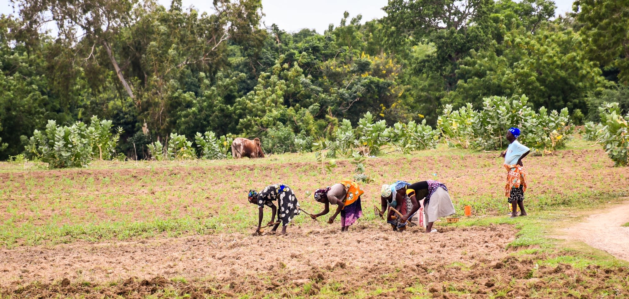 Women’s Land Rights Initiative - Driving change across Rio Conventions 