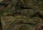 Clawgear Operator Combat Pants MK III ATS Flex