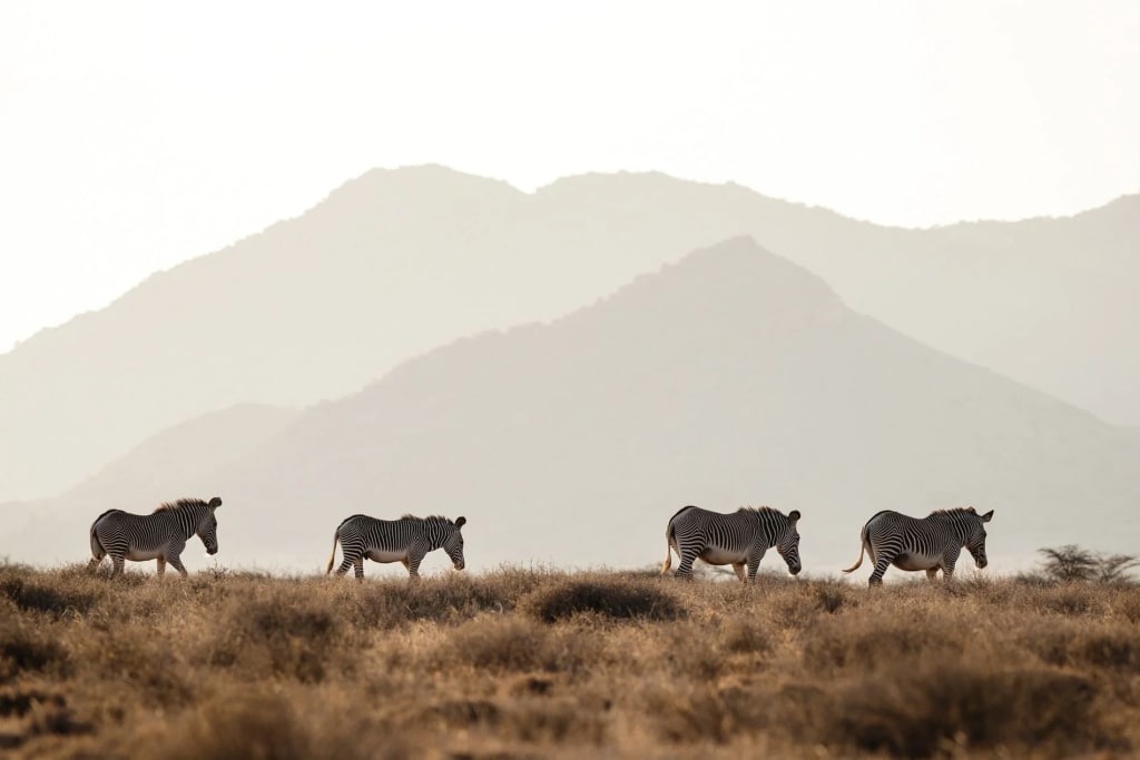Grevy’s Zebra Trust