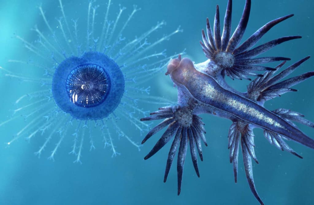 Blue Sea Dragon: The Tiny Sea Slug That Steals the Portuguese Man o’ War’s Sting