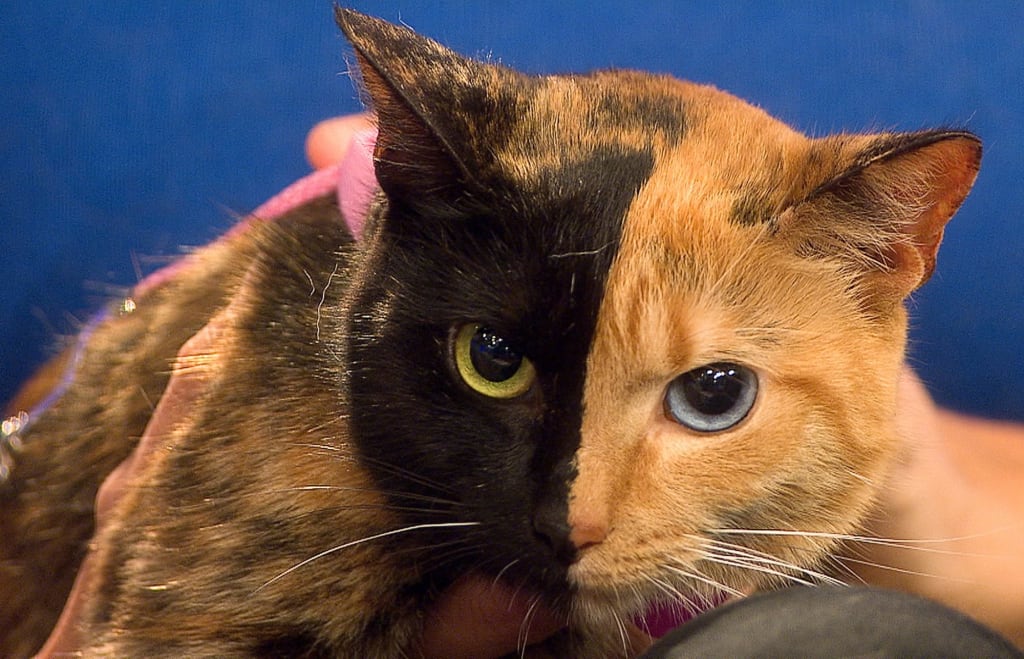 Chimera Cats: The Fascinating Genetics Behind the Famous “Two-Faced” Feline