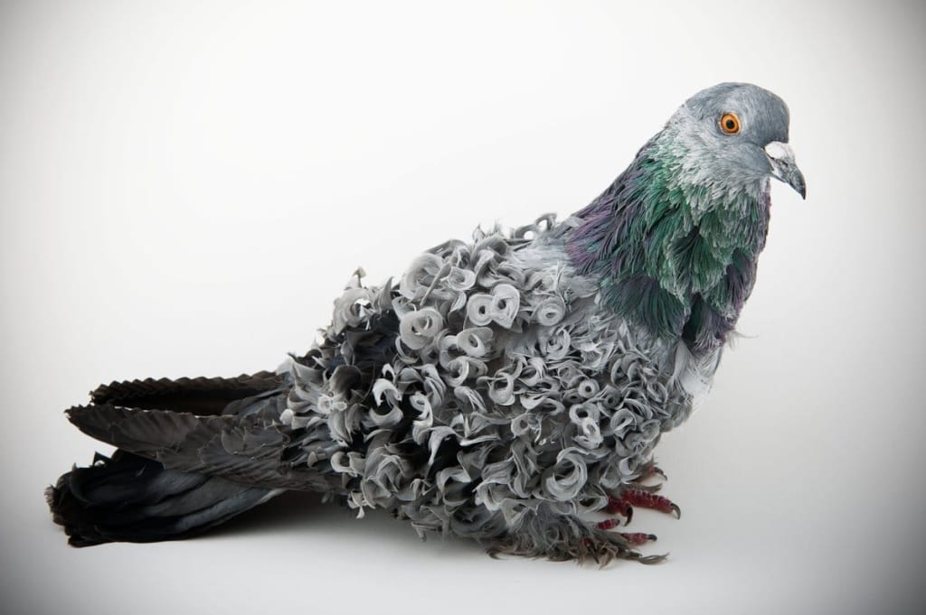 Frillback Pigeon: Meet the Extraordinary Bird With Naturally Curled Feathers