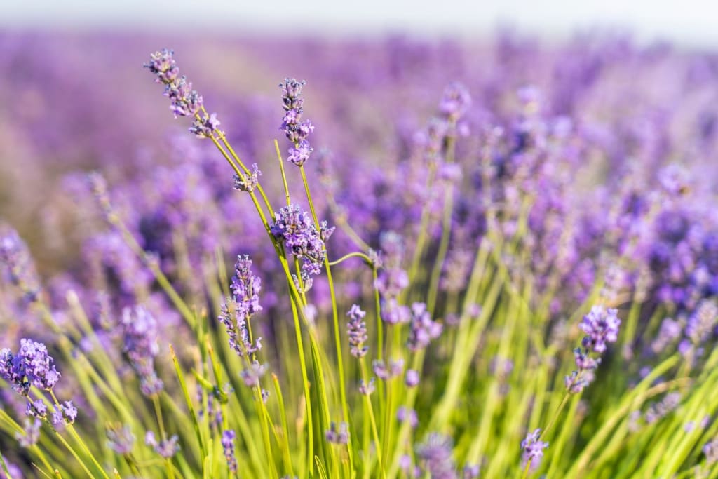 Scent Landscaping: Using Different Essential Oils for Every Room in Your House