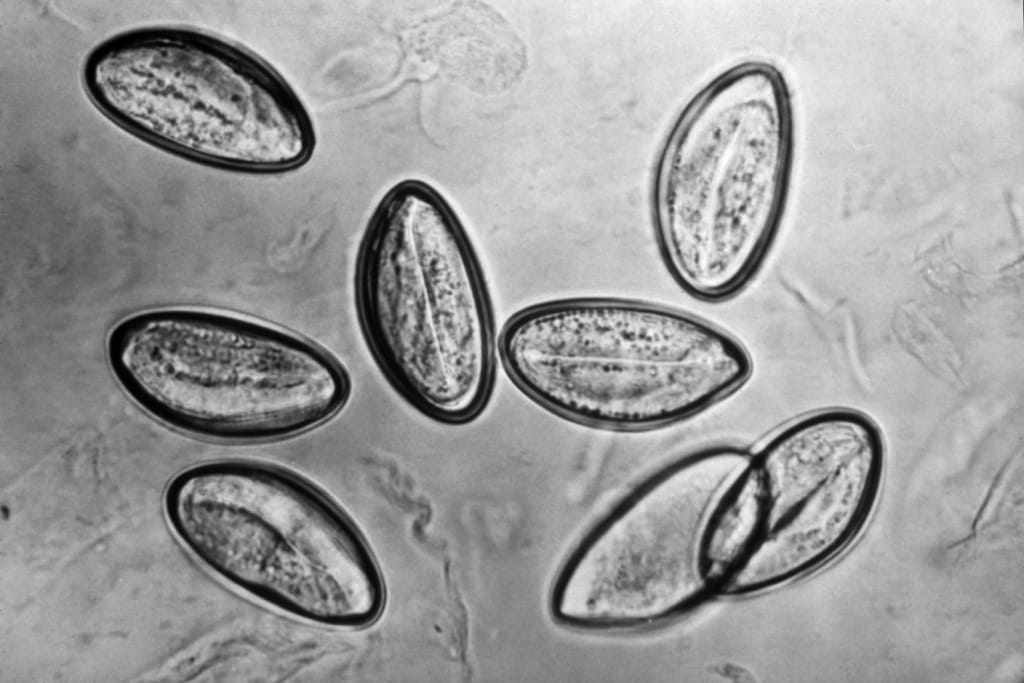 The Parasite That May Be Living Inside More Than a Billion People