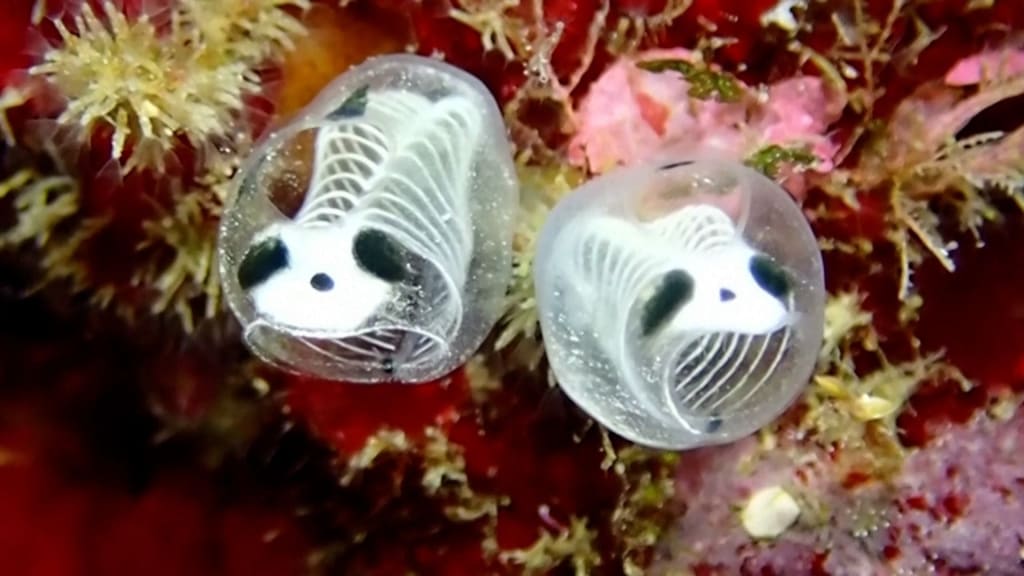 The Skeleton Panda Sea Squirt: The Tiny Ocean Animal That Looks Like a Panda Wearing a Skeleton