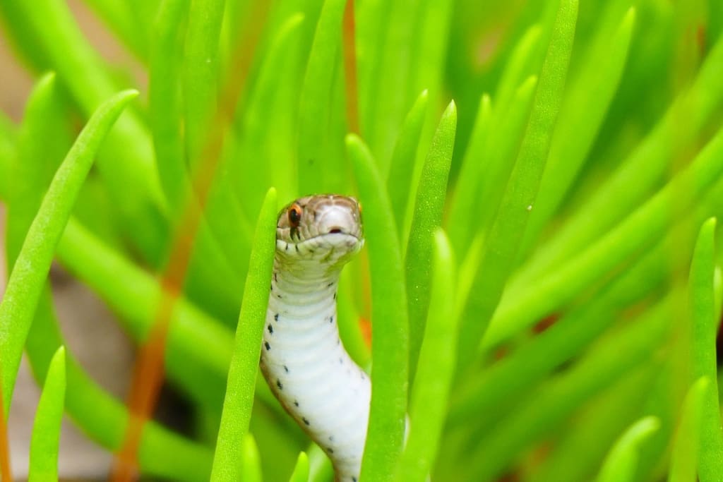 World Snake Day 2026: Celebrating One of Nature’s Most Misunderstood Animals