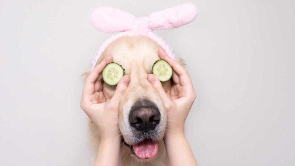 Luxury Pet Spas Are Going High-Tech: Cryotherapy, Wellness Suites, and the Billion-Dollar Pampering Boom