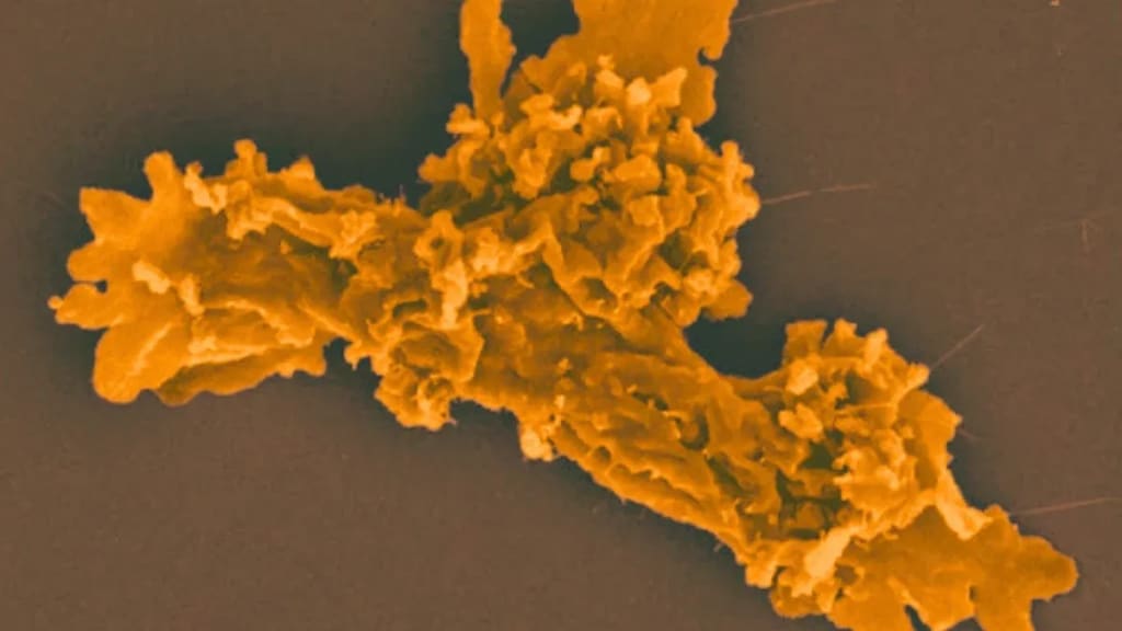 Scientists Found a “Fire Amoeba” That Reproduces at 145°F—and It Just Broke a Fundamental Limit of Complex Life