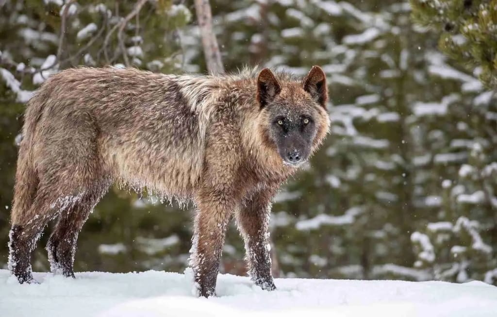 Colorado Pauses Wolf Killings as Only 45 Gray Wolves Remain in Its Fragile Reintroduction Program