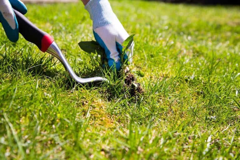 Weed Warriors: Unleashing the Power of Mechanical Methods for Effective and Eco-Friendly Weed Control