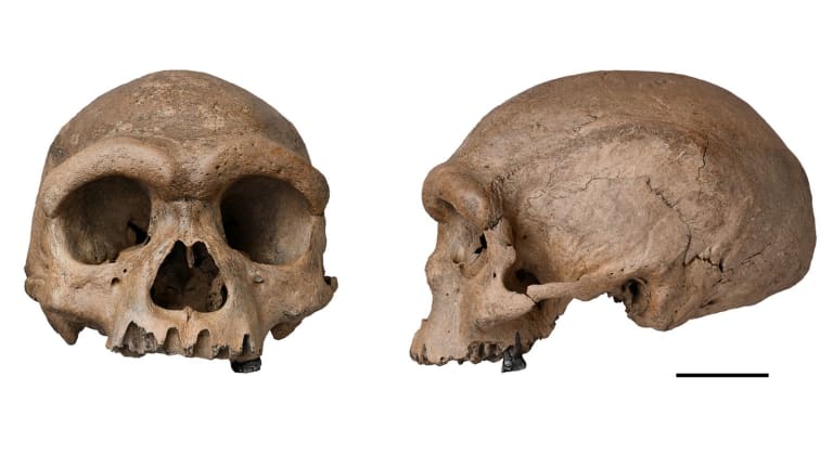 Homo Longi