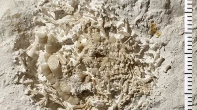 66-Million-Year-Old Fossilized Vomit