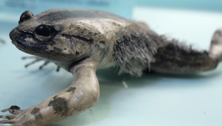 Hairy Frog
