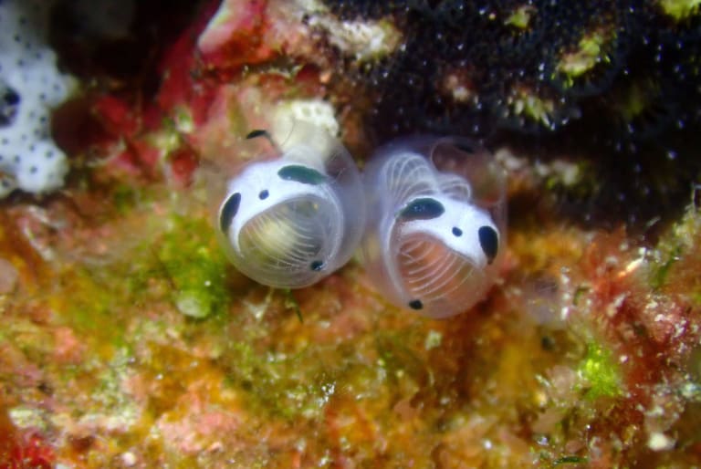 Skeleton Panda Sea Squirt