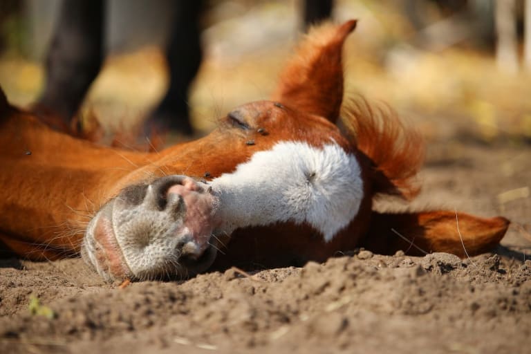 Dead Horse Theory