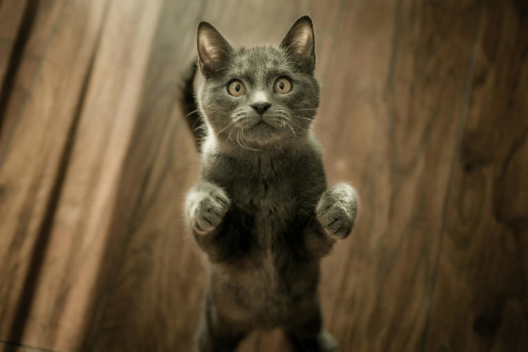 FOMO in Cats