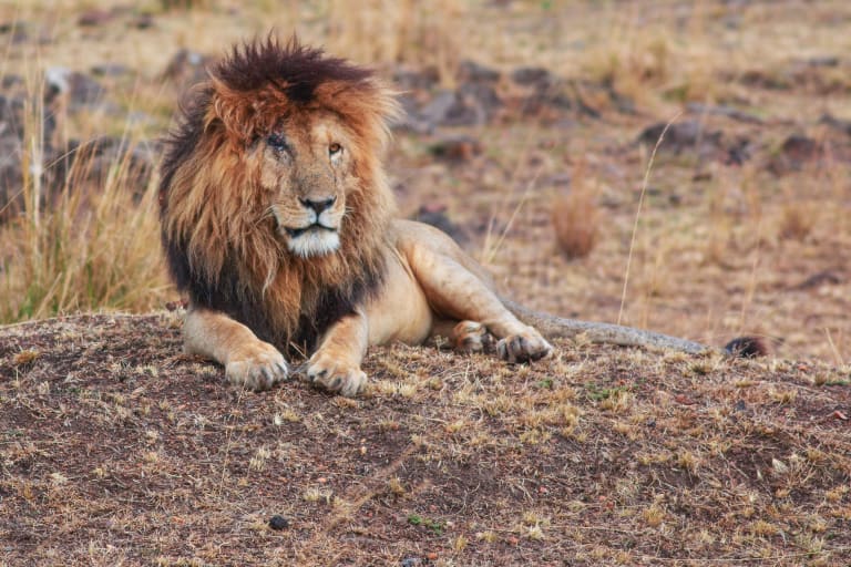 Scarface - The Lion