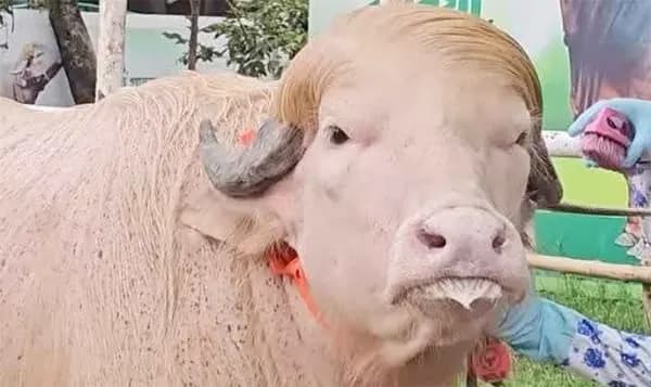Bangladesh’s Viral ‘Trump’ Buffalo