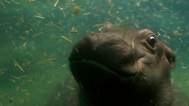 Hippos Can Sleep Underwater Without Waking to Breathe