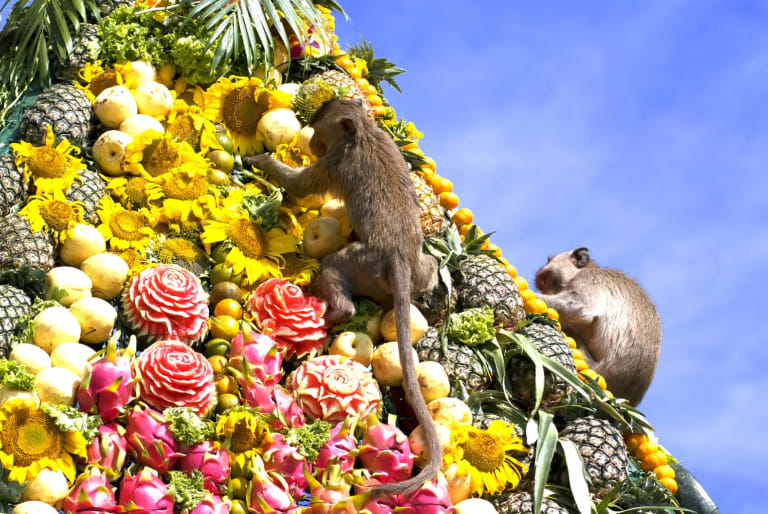 Lopburi Monkey Buffet Festival