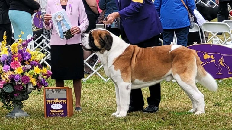 Saint Bernard ‘Wizard’ Wins Hearts