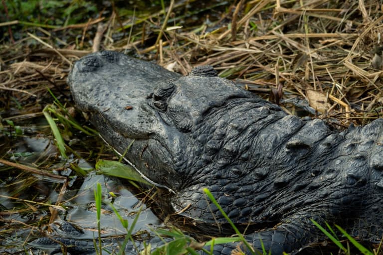Alligators Use Sticks as Bait
