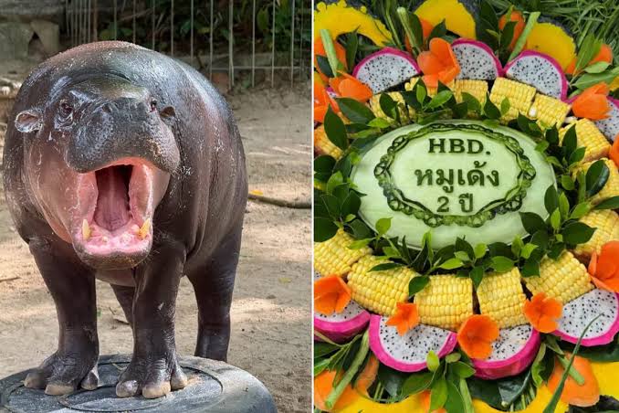 Moo Deng Turns Two: The Tiny Hippo Behind Thailand’s Remarkable Tourism Boom