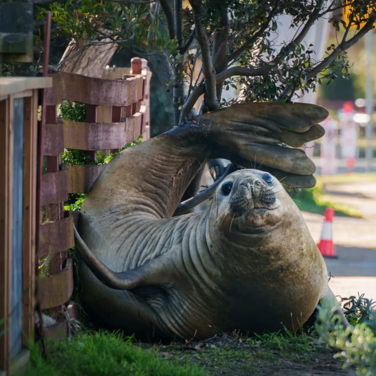 Neil the Seal Returns to Sea—but Tasmania’s One-Tonne Celebrity Is Expected Back