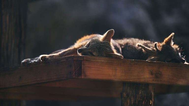 Urban Wildlife Adaptations: How Coyotes and Raccoons Are Outsmarting Modern Cities