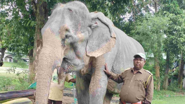 Mohanmala: The Elephant Guardian Who Served Kaziranga for More Than Five Decades