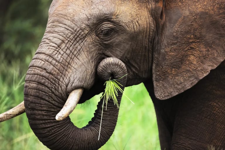 Why Don't Humans Eat Elephants