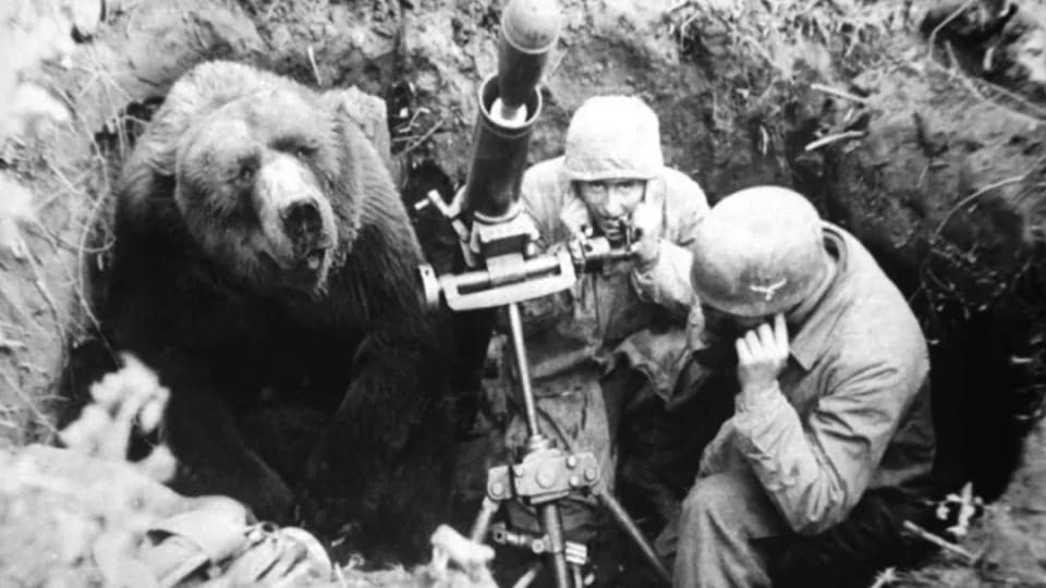 Private Wojtek: The Bear Who Became a Polish Soldier in World War II