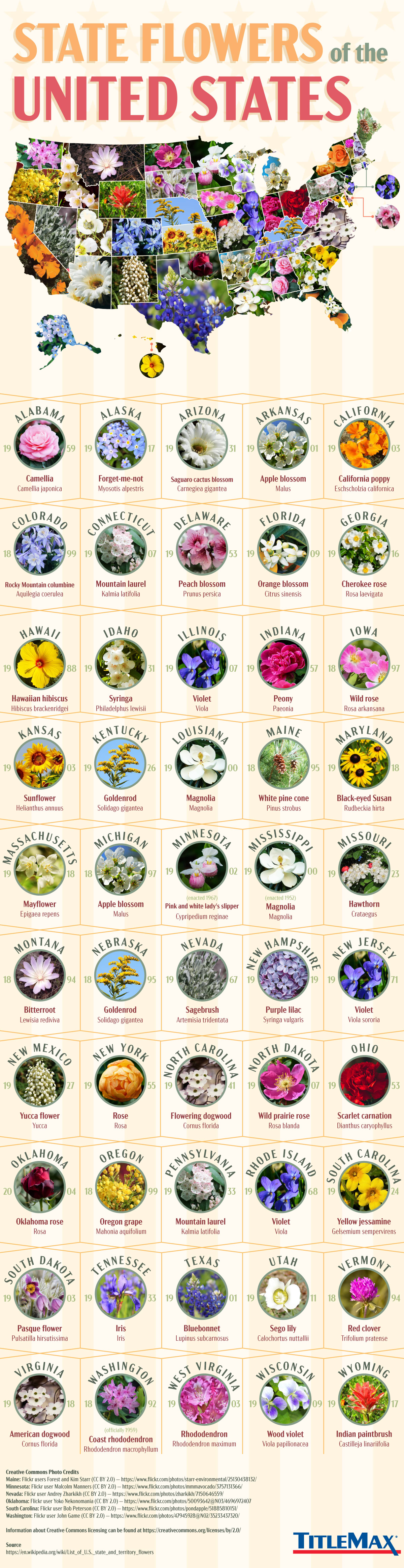 List of U.S. state and territory flowers - Wikipedia