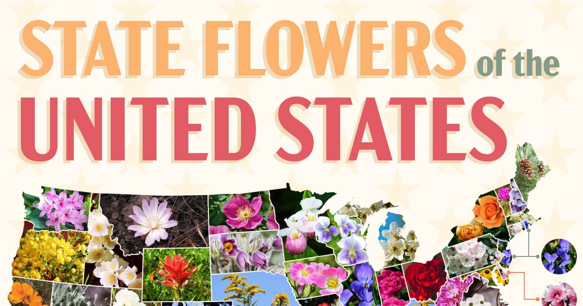 Find Official State Flower for USA