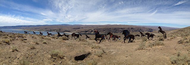 Wild Metal Horses Monument — Vantage, Washington