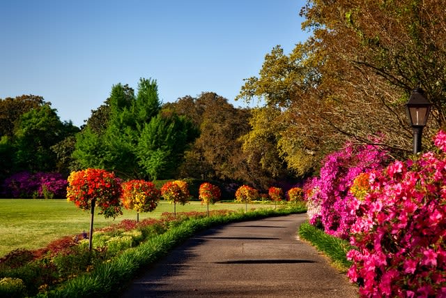 paved walkway lined with flowers and shrubs