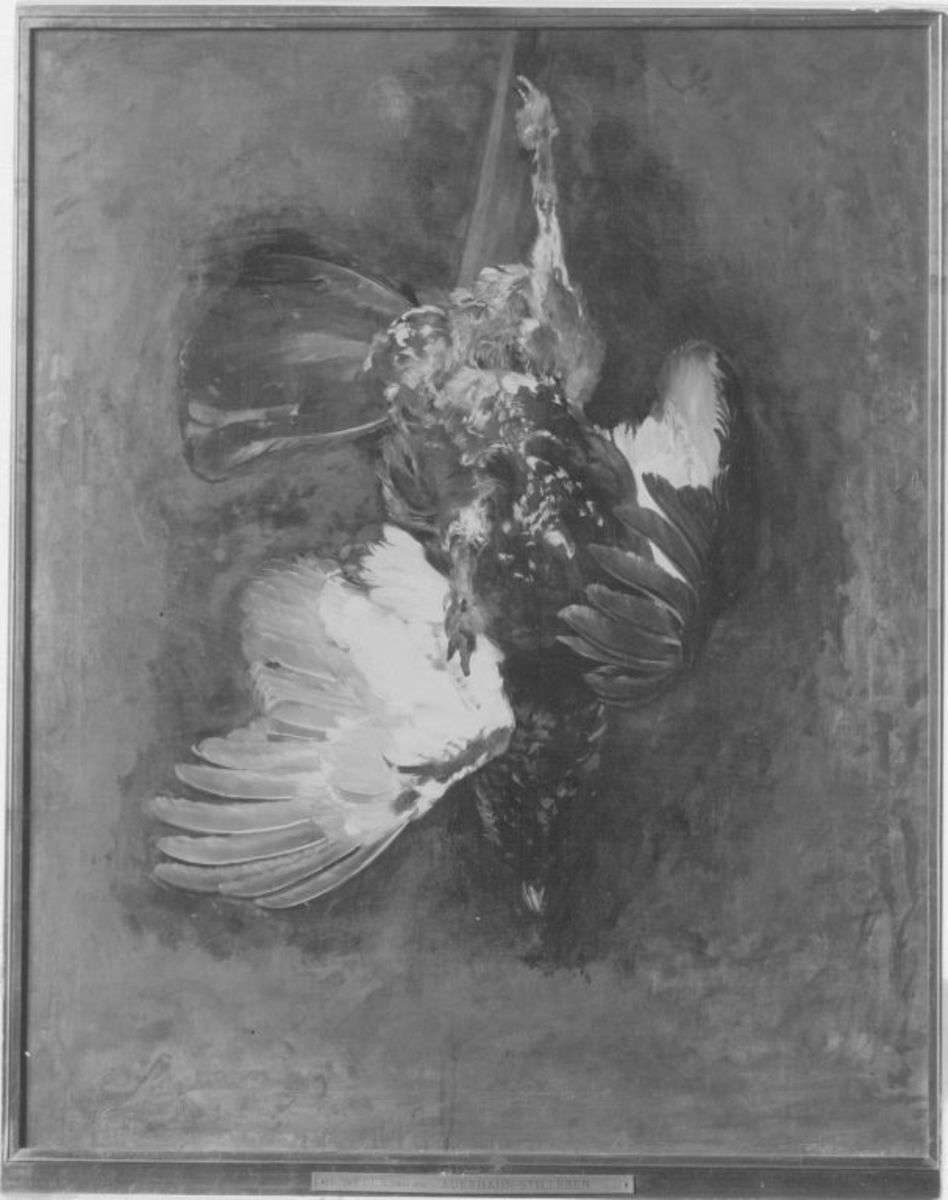 Auerhahn (Stillleben)