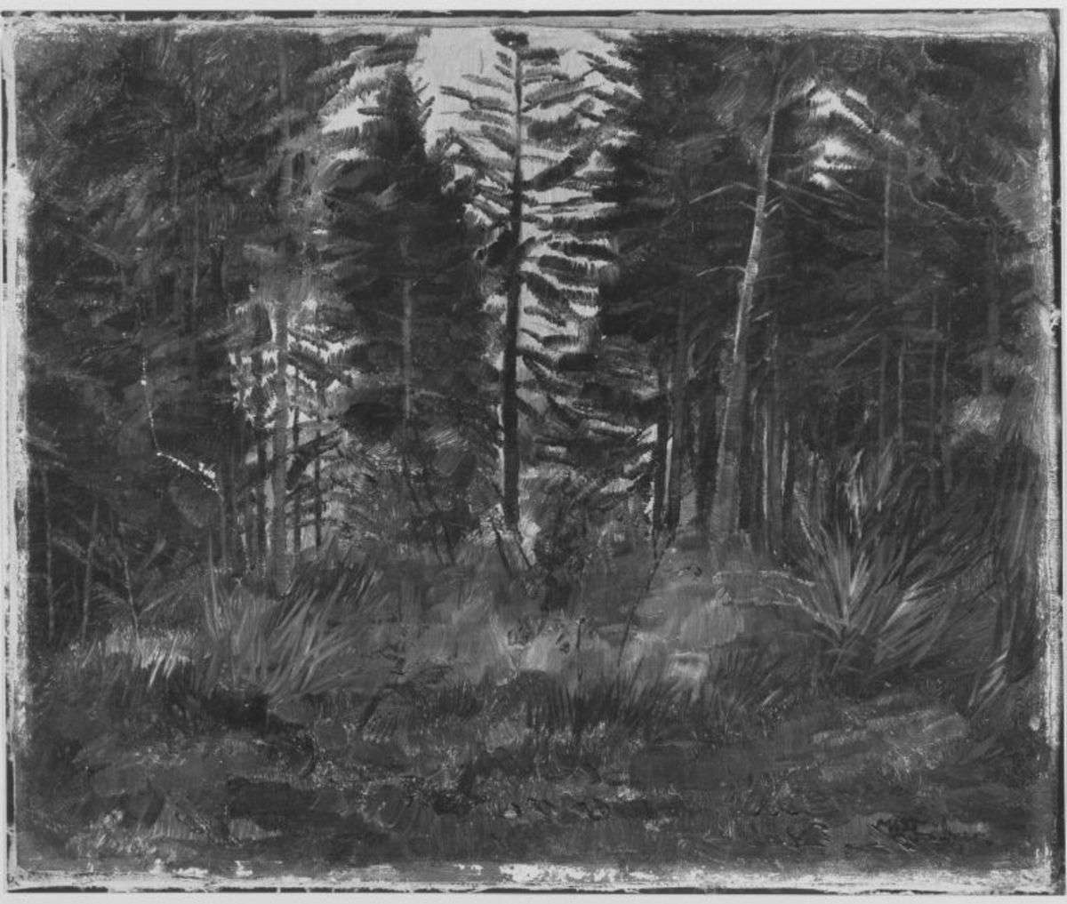 Waldinneres (Föhren)